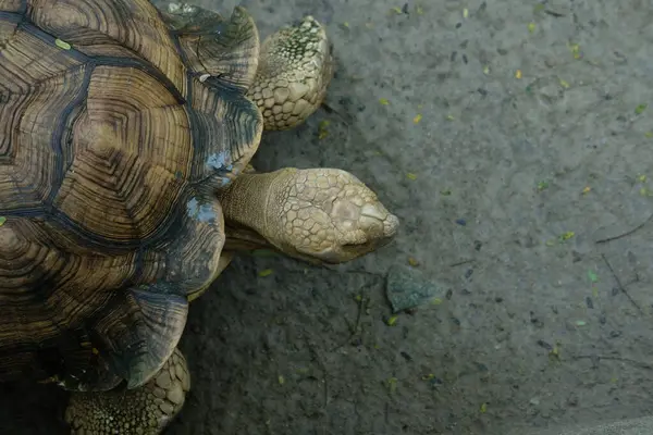 Kaplumbağalar ve günlük aktiviteler