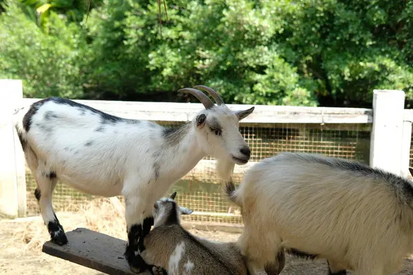Keçiler ve günlük aktiviteler