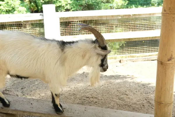Keçiler ve günlük aktiviteler
