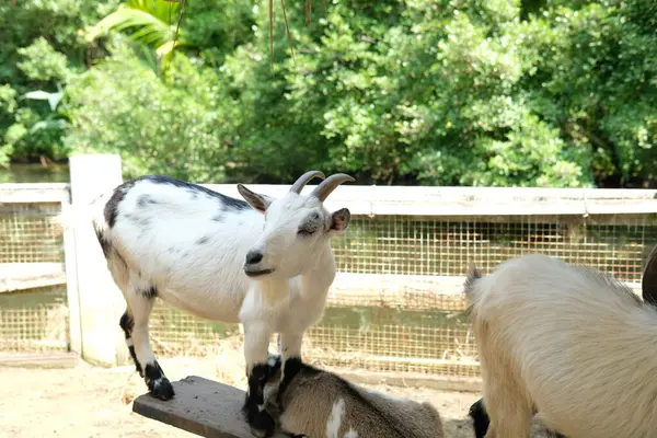 Keçiler ve günlük aktiviteler