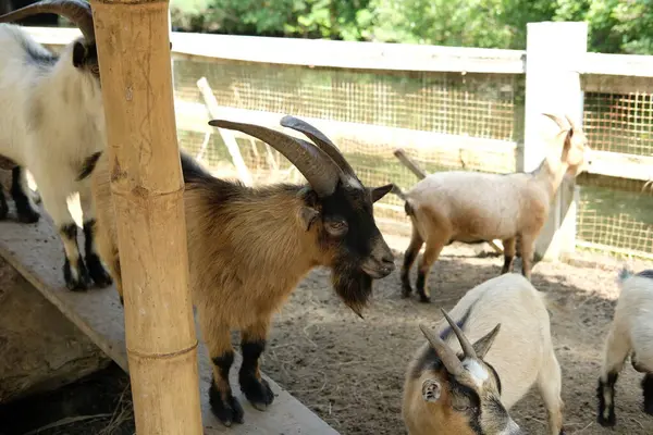 Keçiler ve günlük aktiviteler