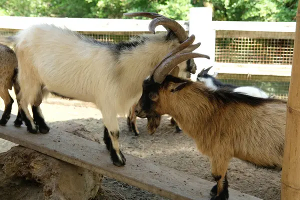 Keçiler ve günlük aktiviteler