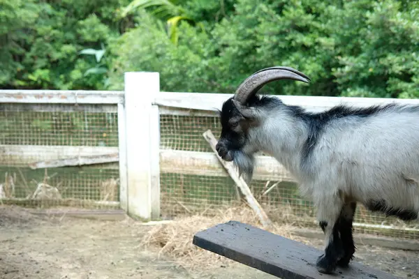 Keçiler ve günlük aktiviteler