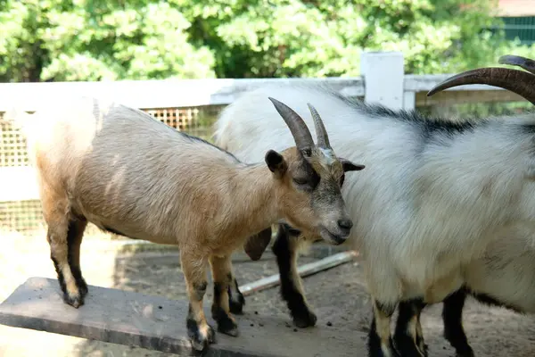 Keçiler ve günlük aktiviteler