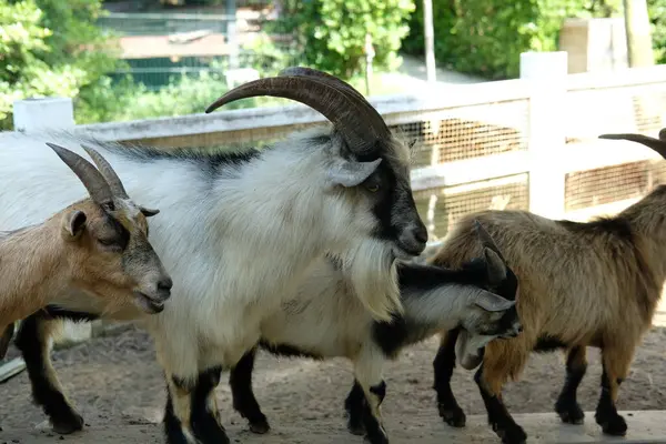 Keçiler ve günlük aktiviteler