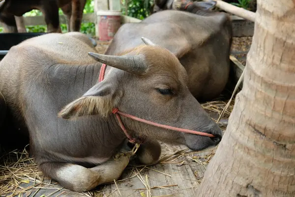 Bufalo ve günlük aktiviteler