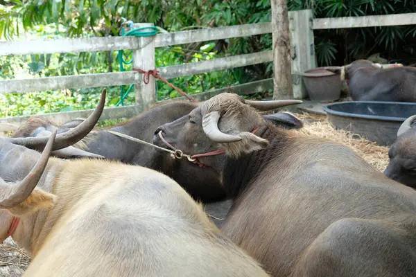 Bufalo ve günlük aktiviteler