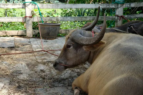 Bufalo ve günlük aktiviteler