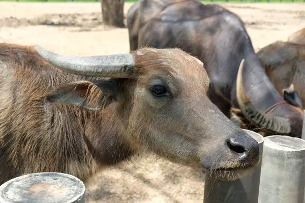 Bufalo ve günlük aktiviteler