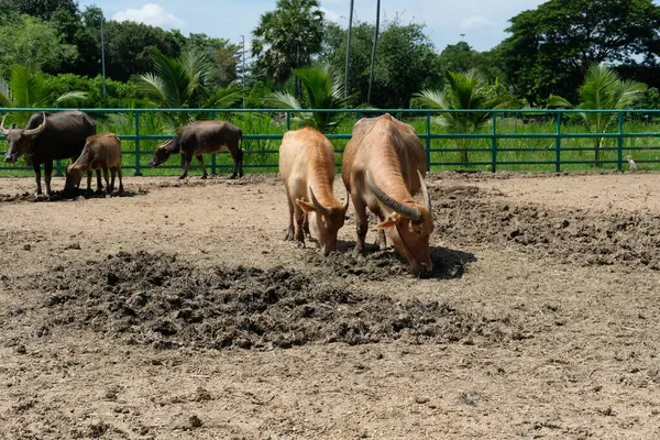 Bufalo ve günlük aktiviteler