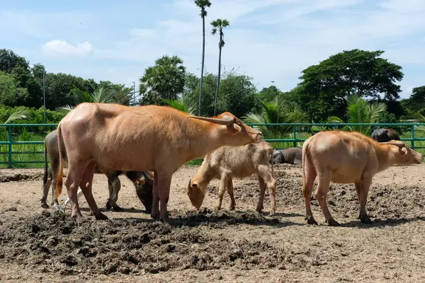 Bufalo ve günlük aktiviteler