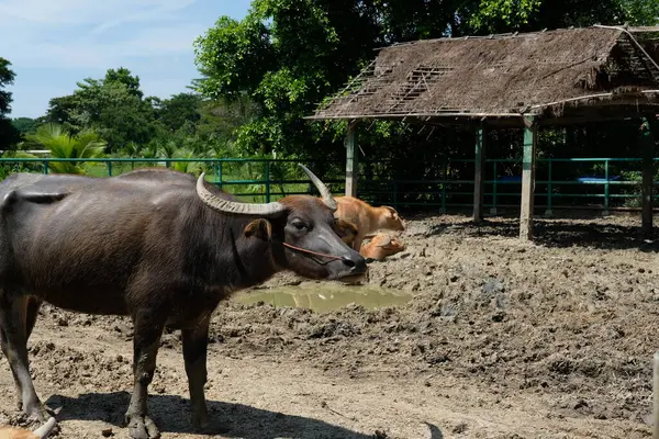 Bufalo ve günlük aktiviteler