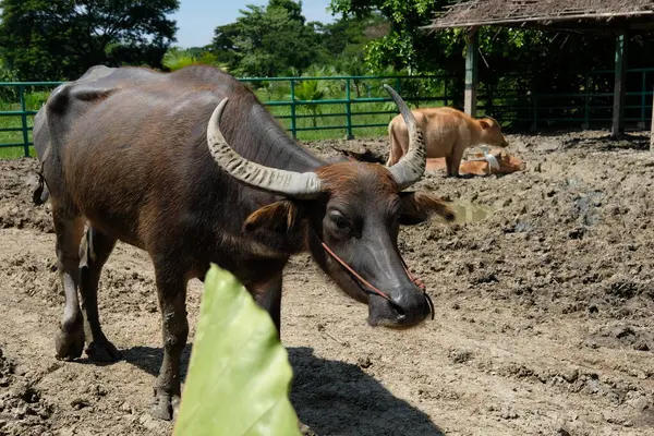 Bufalo ve günlük aktiviteler