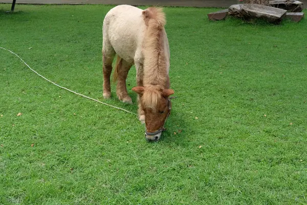 Atlar ve günlük aktiviteler