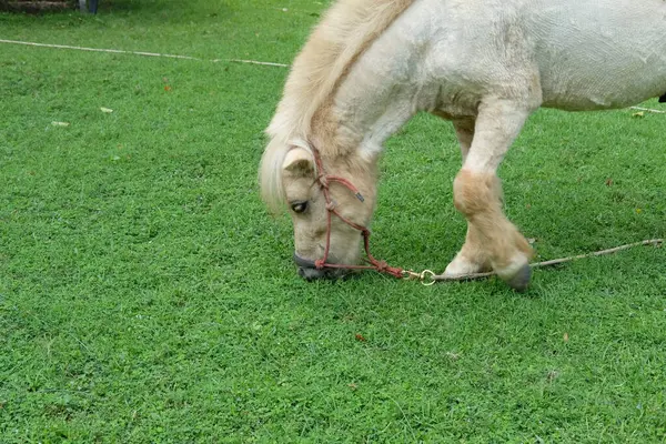 Atlar ve günlük aktiviteler