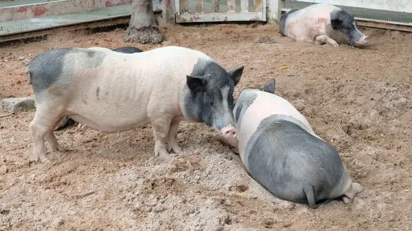 Domuzlar ve günlük aktiviteler