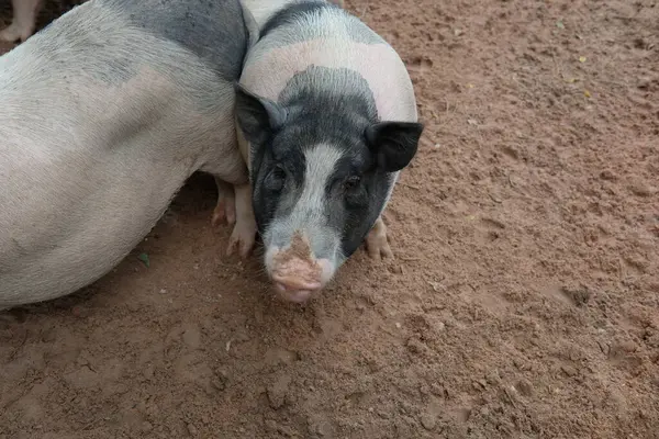 Domuzlar ve günlük aktiviteler