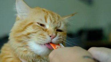 Turuncu bir kedi, bir kadının elinden yaladığı kedi maması yiyor..