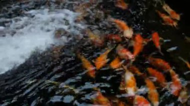 Renkli Koi Balığı Gölde Yüzüyor.