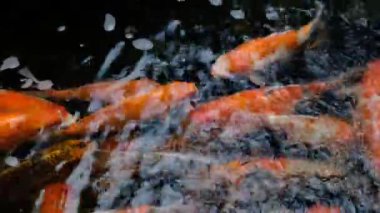 Renkli Koi Balığı Gölde Yüzüyor.