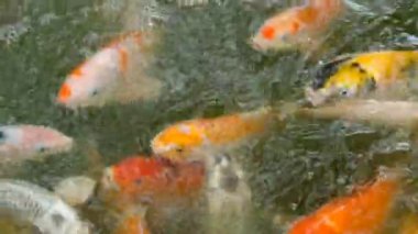 Renkli Koi Balığı Gölde Yüzüyor.