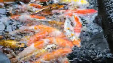 Renkli Koi Balığı Gölde Yüzüyor.