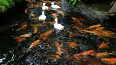 Beyaz ördekler gölette yüzen renkli koi balıklarıyla suyun yüzeyinde yüzerler..