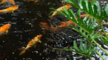 Renkli Koi Balığı Gölde Yüzüyor.