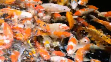 Renkli Koi Balığı Gölde Yüzüyor.