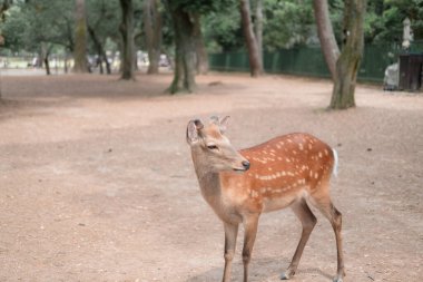 Küçük bir geyik yürüyor.