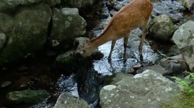 Huzurlu Vahşi Yaşam Anı: Geyik Yeme Çimeni Parktaki Yumuşak bir Derenin Yakınında