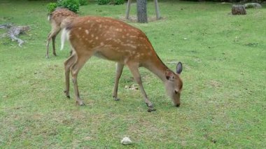Peaceful Park Sahnesi: Şehir Parkı 'nda Otlanan Geyik