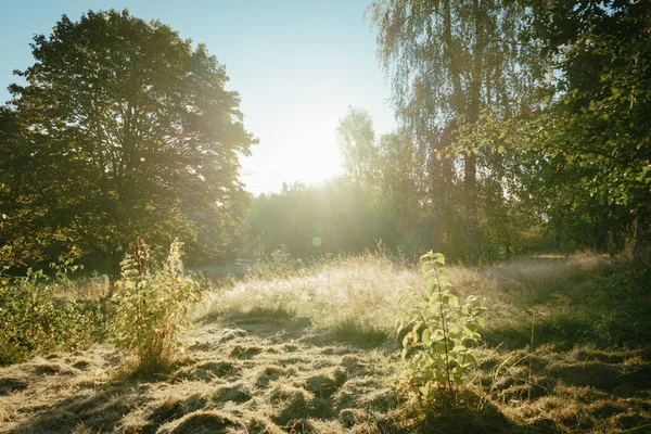 Раннее Холодное Утро Росой Солнцем — стоковое фото