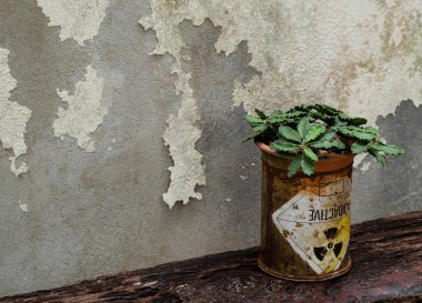 Eski radyoaktif madde paketinde Euphorbia capsaintemariensis