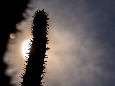 Siluet Madagaskar, gün ışığında dikenli çöl bitkisini avuçladı.