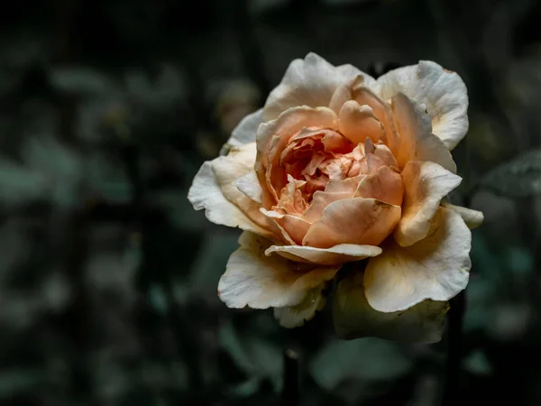 บบาดเจ บของดอกก หลาบ Masora วงหล — ภาพถ่ายสต็อก