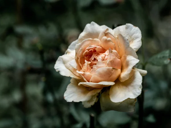 Solmuş Masora Güllerinin Yaralı Yaprakları — Stok fotoğraf