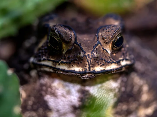 Close Face Toad Bufo Melanostictus — 图库照片
