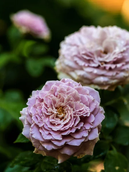 Kształt Kolory Róż Księżniczki Kaori Które Kwitną — Zdjęcie stockowe