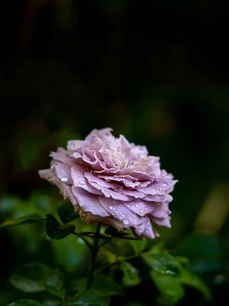 Forma Colores Las Rosas Princesa Kaori Que Florecen — Foto de Stock