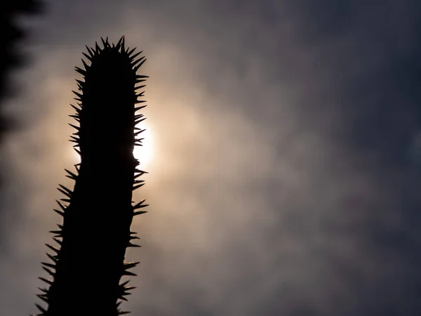Silhouette Madagaskar Palme Die Stachelige Wüstenpflanze Harten Sonnenlicht Des Tages — Stockfoto