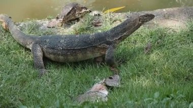 Bir Varanus Salvator balık leşi yiyor.