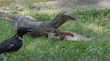 Bir karga gizlice bir balık leşini kaptı. Varanus Salvator baygınken