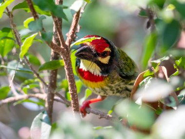 Bahçedeki Bakırcı Barbet Kuşu