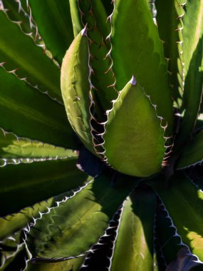 Agave sulu bitki, Agave yaprağı dikenli taze yapraklar üzerine beyaz balmumu kapatın