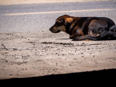 Yolun kenarında sahibini bekleyen bir köpek var.