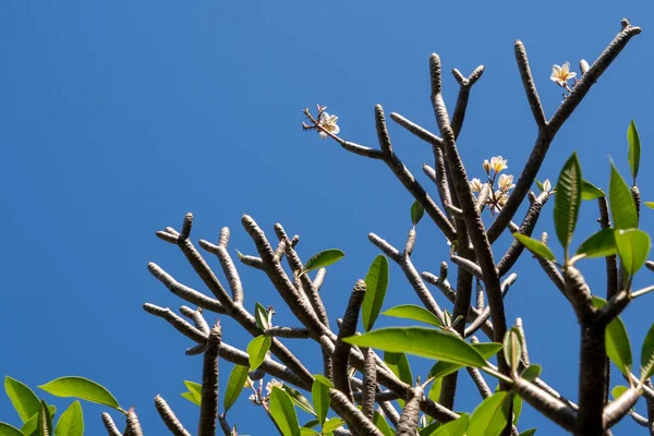 Plumeria Květiny Jejich Listy Buclaté Větve Modré Nebe Pozadí — Stock fotografie