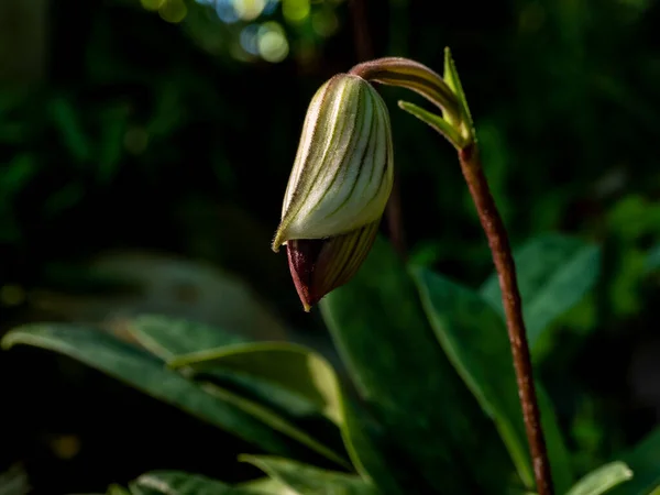 Pączek Kwiatowy Paphiopedilum Callosum Znaleziony Tropikalnym Wiecznie Zielonym Ogrodzie — Zdjęcie stockowe