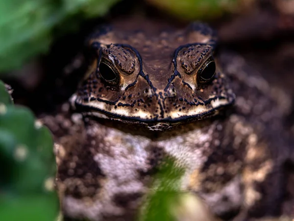 Close Face Toad Bufo Melanostictus — Stock Photo, Image
