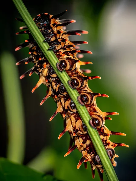 Pale Brown Color Long Protrusions Resembling Thorns Golden Birdwing Caterpillar — Stock Photo, Image